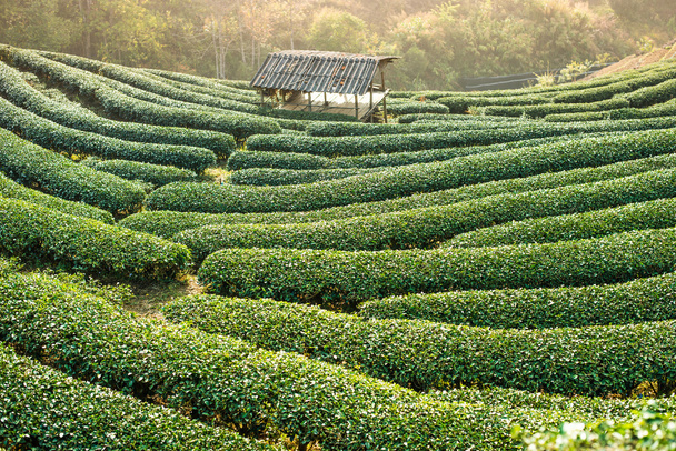 Zelený čaj plantáž na hoře - Fotografie, Obrázek