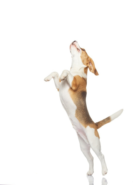 Beagle kiskutya - Fotó, kép