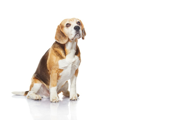 Beagle dog - Фото, зображення