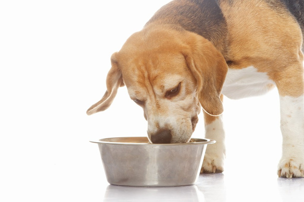 Beagle dog - Photo, Image