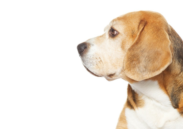 Beagle dog - Foto, afbeelding