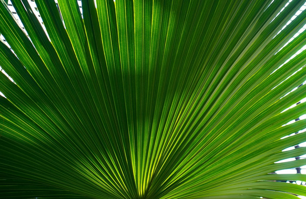 Palm leaf background - Photo, Image