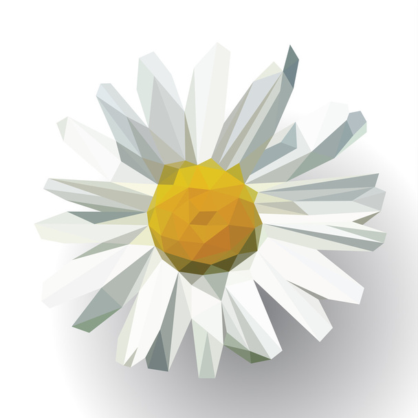 полигональный открытый цветок с лепестками маргаритки на белом
 - Вектор,изображение