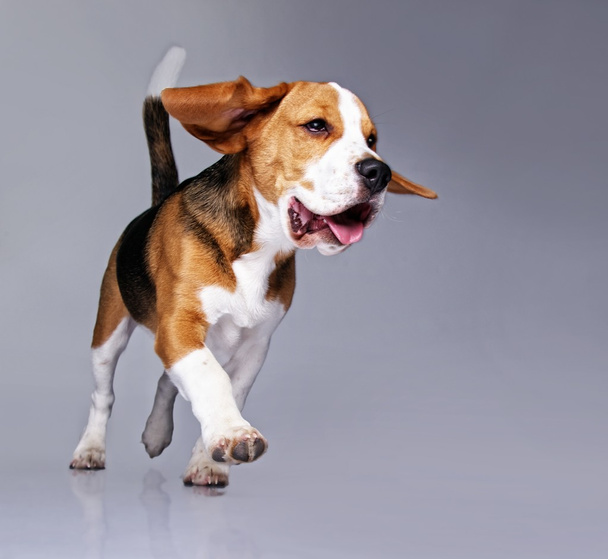 Cão Beagle
 - Foto, Imagem