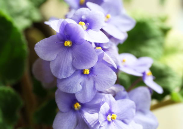 Beautiful violet plant with blue flowers - Foto, Imagen