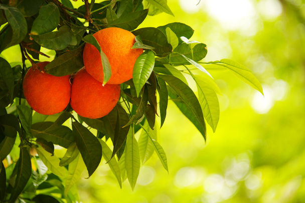 Апельсиновое дерево
 - Фото, изображение