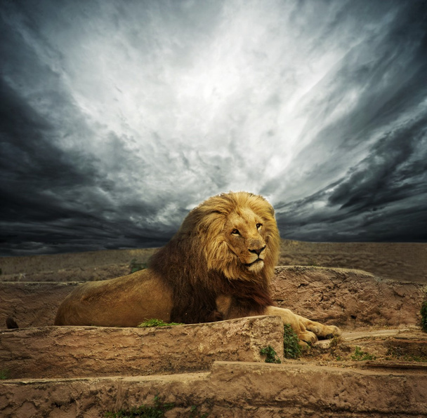 León africano
 - Foto, Imagen