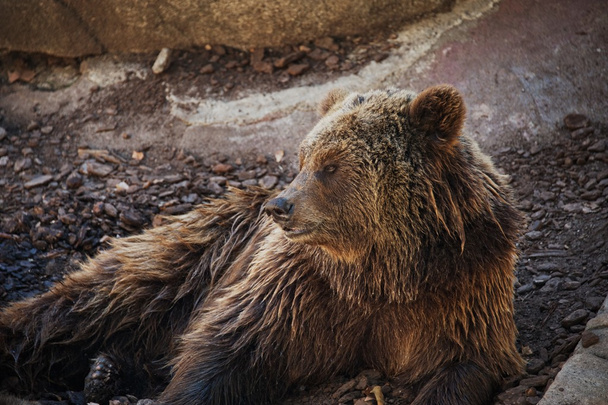 Brown bear lying down. - Photo, Image