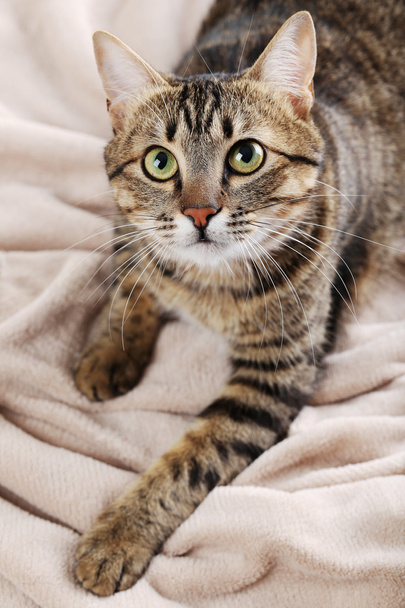 Beautiful cat on plaid - Foto, Imagen