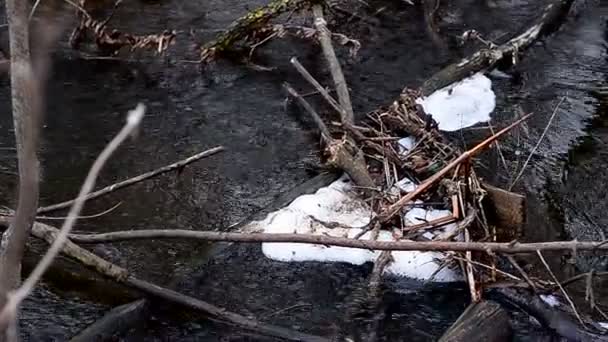 L'acqua del fiume mormora intorno ai rami
 - Filmati, video