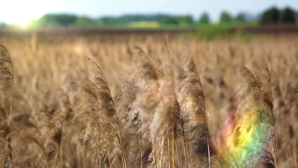 Zuckerrohr auf dem Hintergrund der aufgehenden Sonne - Filmmaterial, Video