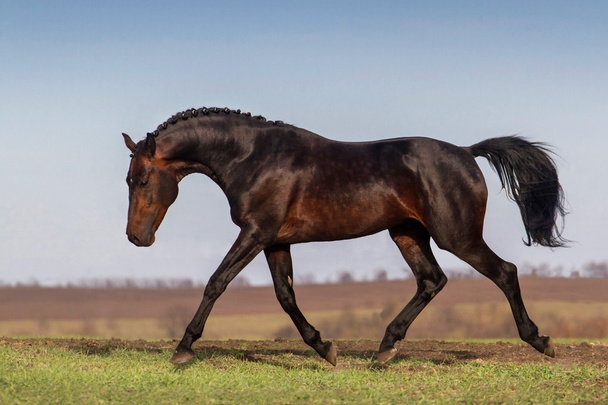 Corre caballo oscuro
 - Foto, Imagen