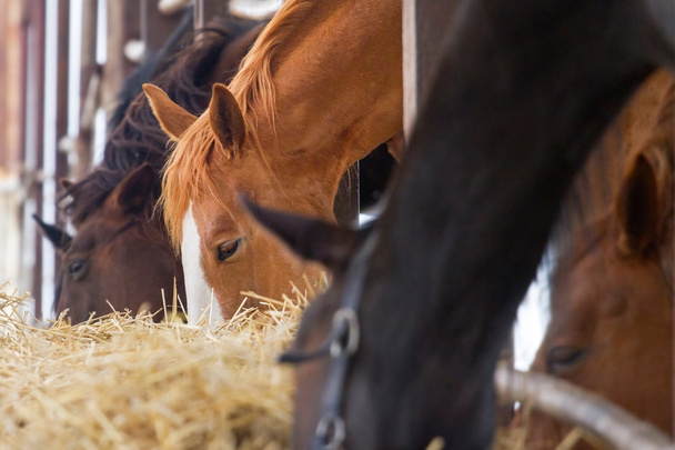 Achaltekinských koní - Fotografie, Obrázek