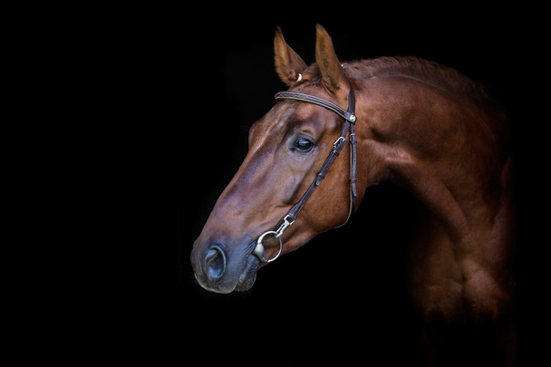 Rode paard op zwart - Foto, afbeelding