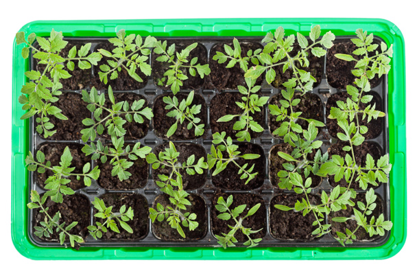 Plántulas de tomate en bandeja de germinación
 - Foto, Imagen