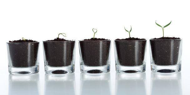 Evolución joven de las plantas - crecimiento
 - Foto, imagen