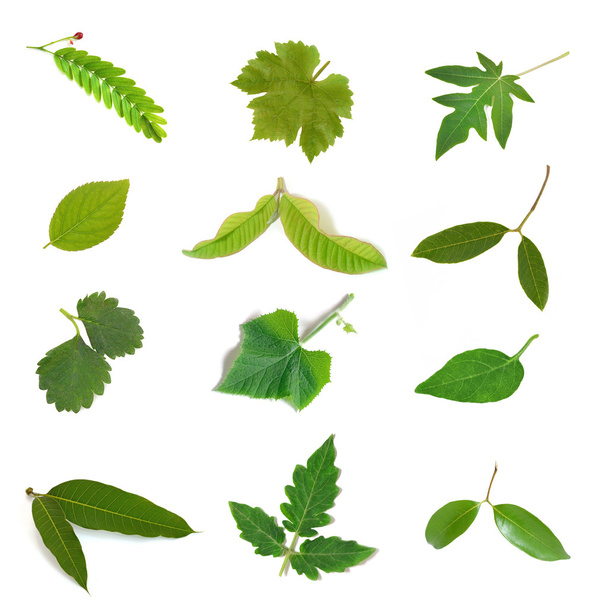  Colección conjunto de hojas aisladas sobre fondo blanco
 - Foto, imagen