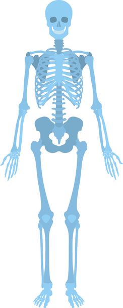 wie menschliches Skelett aussieht - Vektor, Bild