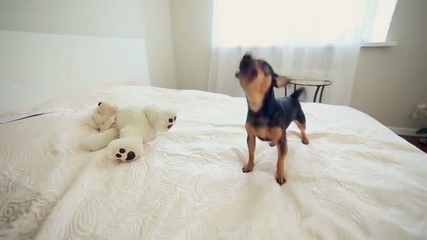 Cute dog barkling in a elegant room barkling. - Video