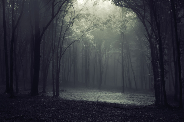 Luce in una foresta oscura creando una cornice
 - Foto, immagini