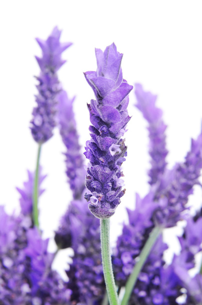 Lavender flowers - Photo, Image