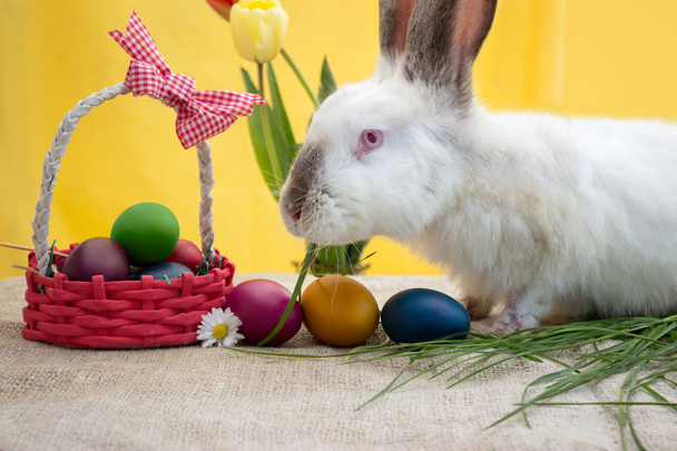 Easter bunny in eggs hunt - Fotoğraf, Görsel