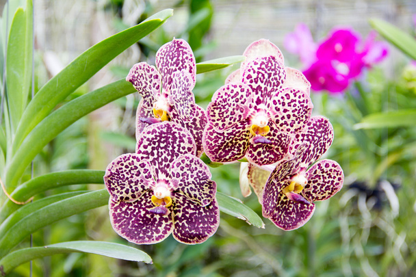 Орхидея Пурпурной Ванды
 - Фото, изображение