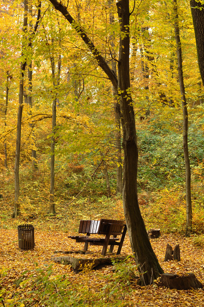 Осень в парке - Фото, изображение