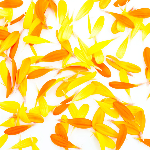 kwiaty gerbera piękny stokrotka - Zdjęcie, obraz