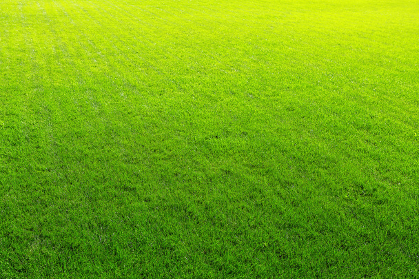 Zöld fű háttér - Fotó, kép