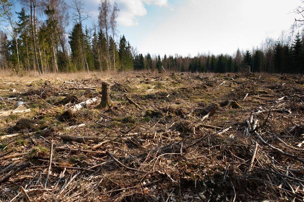 Вырубка леса
 - Фото, изображение