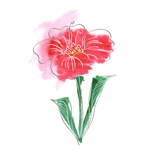 flower - Red poppy blown - Foto, Imagen
