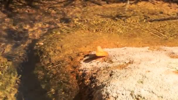 Vlinder op rots zitten - Video