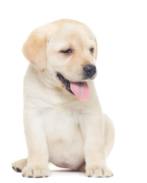 cute labrador puppy - 写真・画像