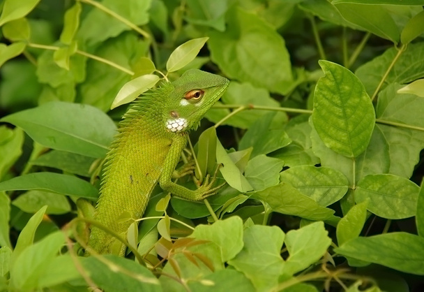 Variable Lizard In The Green Background - Photo, Image