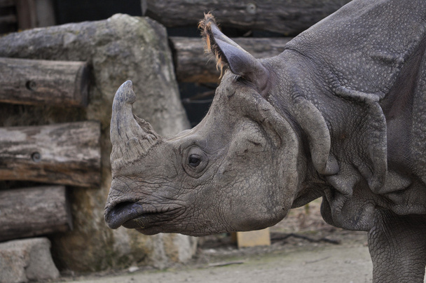 Rhinoceros mammal animal - Photo, Image