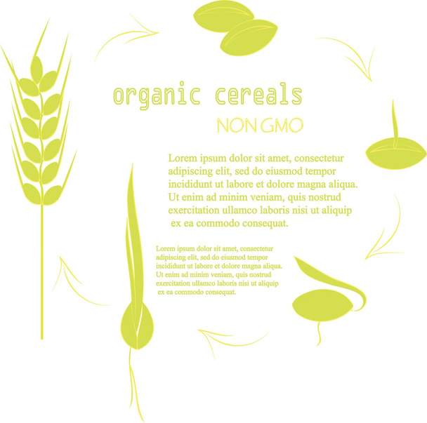 The cultivation of grain seeds banner. Green seed, spikelets with yellow outlines on a white background. The inscription of Organic grain, non-GMO - Διάνυσμα, εικόνα