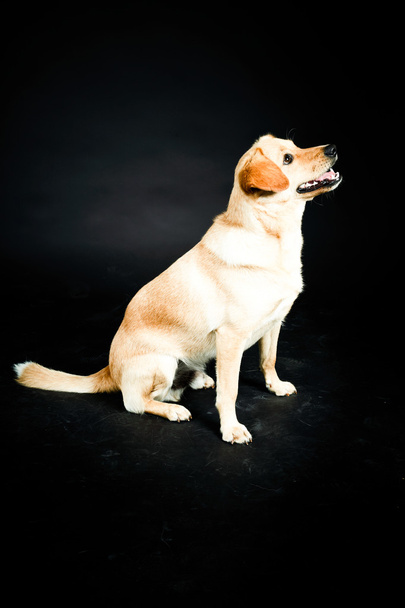 Cão labrador loiro
 - Foto, Imagem