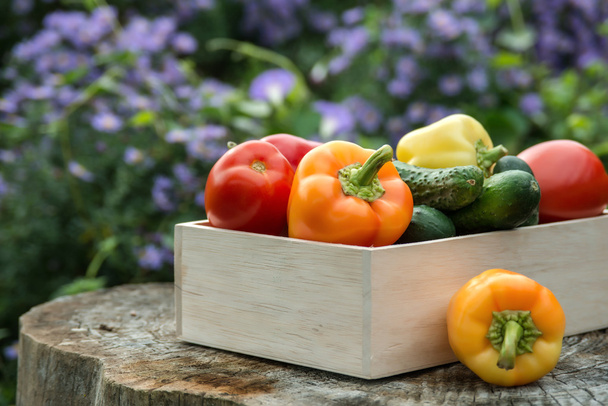 Wooden box with fresh vegetables (tomato, cucumber, bell pepper) - Foto, Imagen