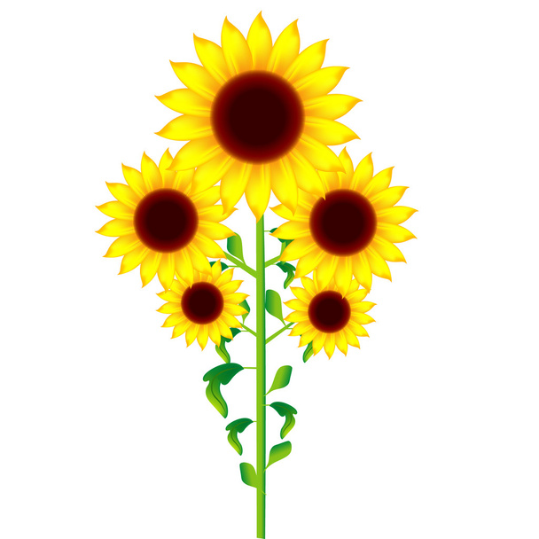 Sunflower with no background - Vector, afbeelding
