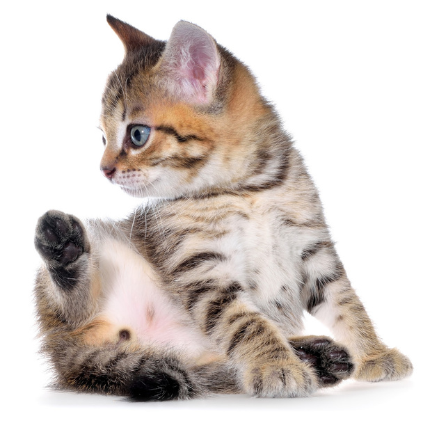 ショートヘアぶち子猫 - 写真・画像
