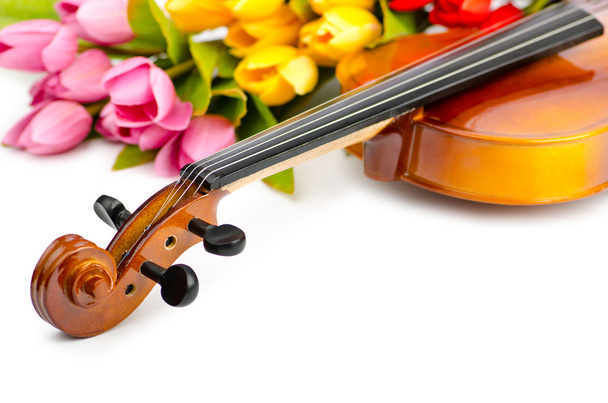 Violine und Tulpenblüten auf weiß - Foto, Bild