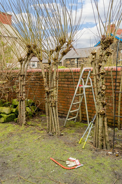 Kış budama yaşam willow yapısı. - Fotoğraf, Görsel