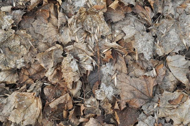 Textura, hojas marrones marchitas
 - Foto, Imagen