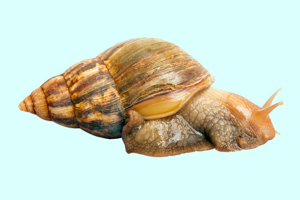 snail Achatina giant on the colorful background - Photo, Image