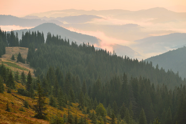 Wälder in den Karpaten - Foto, Bild