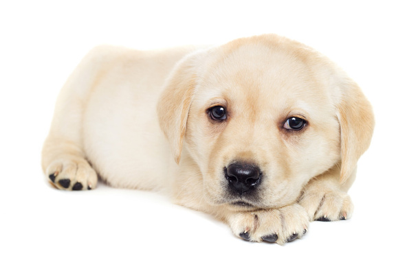 cute labrador puppy - Fotó, kép