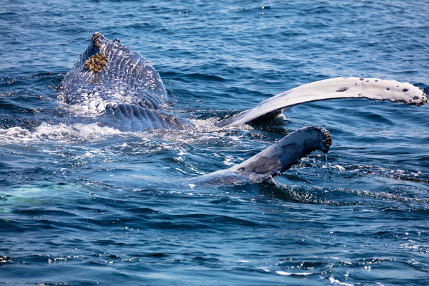 クジラの尾、コッド岬、ケープ ・ コッド - 写真・画像