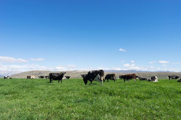 Yeni Zelanda'da hayvanlarla çayıra - Fotoğraf, Görsel