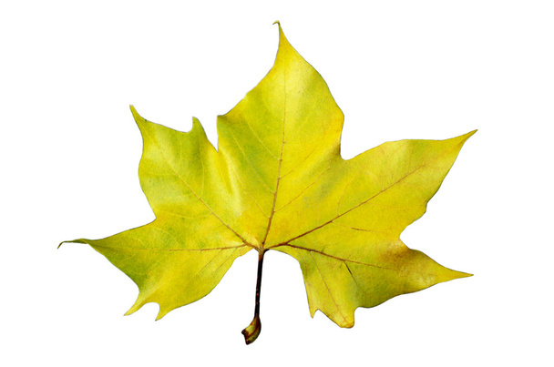podzimní javorový list - Fotografie, Obrázek